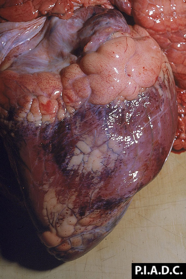 hemorrhagic-septicemia: Bovino, corazón. Hay numerosas petequias coalescentes en el epicardio.
