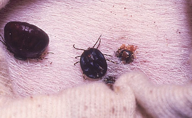 heartwater: Amblyomma variegatum ticks feeding on a goat. 