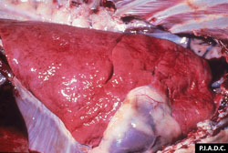 Heartwater: Goat, thoracic viscera. There are many pleural hemorrhages, and the lung is moderately noncollapsed (edema). 