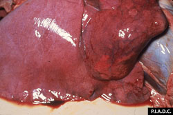 Heartwater: Sheep, lung. Interlobular septa are distended with edema fluid.