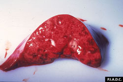 Cowdriosis: Ovino, pulmón. El pulmón no colapsó y está hiperémico. Los bronquios contienen liquido espumoso (edema pulmonar).
