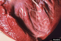 Cowdriosis: Caprino, corazón. Hay muchas hemorragias pequeñas en la superficie del endocardio.