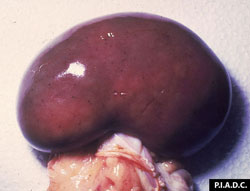 Heartwater: Sheep, kidney. There are multiple petechiae on the cortical surface.