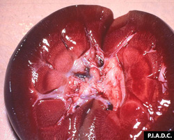 Cowdriosis: Ovino, riñón. Al corte hay numerosas  hemorragias finas lineares-radiales; éstas se unen en  la papila renal a la derecha.