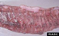 Cowdriosis: Pequeño rumiante, intestino delgado. La mucosa contiene numerosas petequias y equimosis.