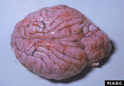 Cowdriosis: Ovino, cerebro. Las meninges están congestionadas y contienen muchas hemorragias pequeñas. Las circunvoluciones cerebrales están aplanadas (edema cerebral)