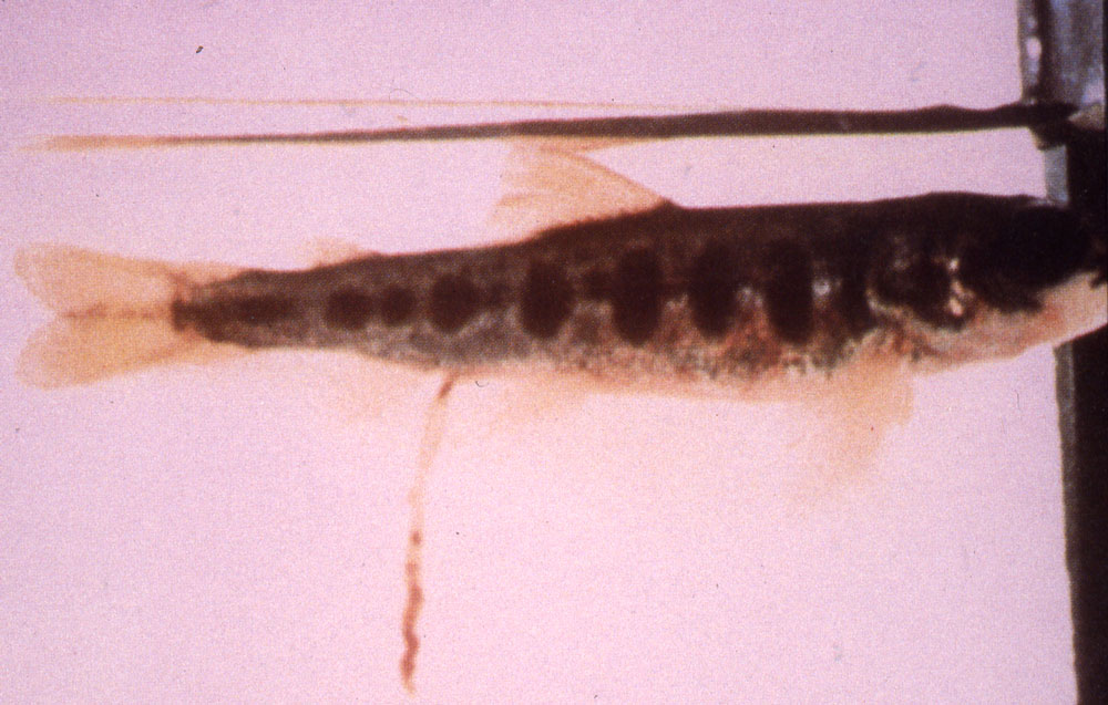 infectious-hematopoietic-necrosis: Pez, cuerpo entero. Muda larga y mucoide y cabeza oscurecida en un salmón juvenil.