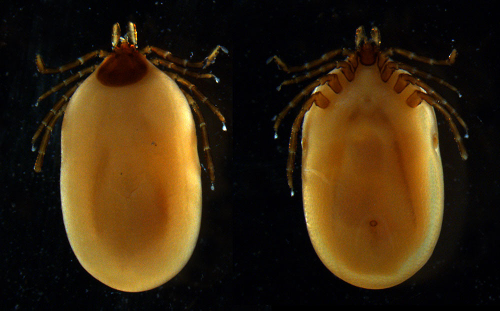 ixodes-ricinus:  Garrapata, artrópodo. Puede transmitir  babesiosis,  encefalomielitis ovina y otras enfermedades. 