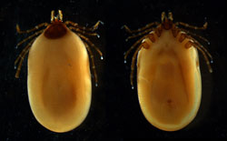 <i>Ixodes ricinus</i>:  Garrapata, artrópodo. Puede transmitir  babesiosis,  encefalomielitis ovina y otras enfermedades. 