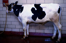 Lumpy Skin Disease: Bovine, skin. There are disseminated cutaneous papules. 