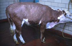 Lumpy Skin Disease: Bovine, skin. There are disseminated cutaneous papules with necrotic centers (sitfasts). 