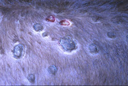 Lumpy Skin Disease: Bovine, skin. Necrotic centers (sitfasts) of two of these papules have sloughed.