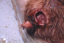 Dermatosis Nodular Contagiosa: Bovino, piel. Hay exudado hemorrágico subyacente al centro necrótico de una pápula. 