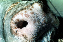 Dermatosis Nodular Contagiosa: Bovino, morro. Hay múltiples pápulas ligeramente elevadas y claramente demarcadas, generalmente con superficies erosionadas, que se extienden a los ollares. 