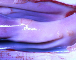 Lumpy Skin Disease: Bovine, nasal turbinate. Nasal mucosa contains several macules with hyperemic margins.