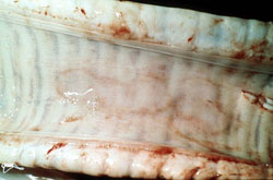 Lumpy Skin Disease: Bovine, trachea. Two coalescing mucosal macules have hyperemic margins. 