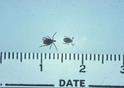 Lyme Disease: Tick. Ixodes scapularis (I. dammini) female and male carriers of Lyme disease.