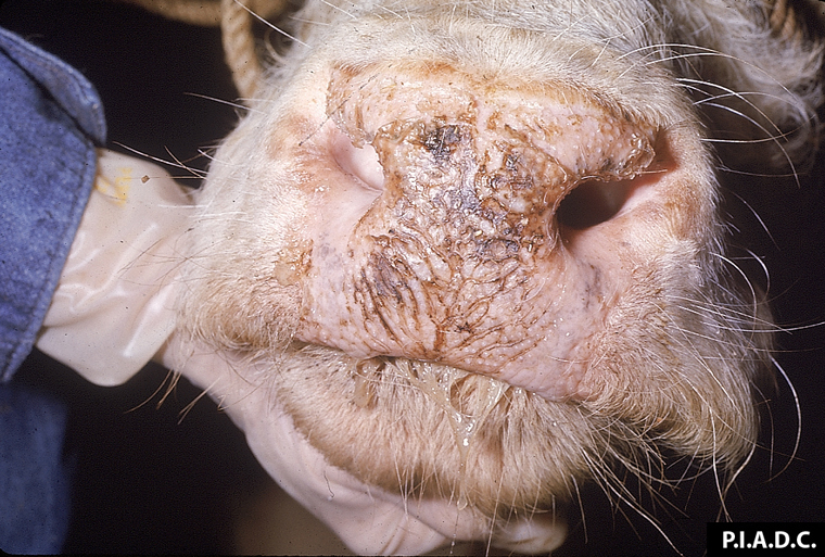 malignant-catarrhal-fever: Bovine, muzzle. Multiple shallow erosions are filled with dried nasal exudate. 