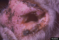 Fièvre catarrhale maligne (Coryza gangréneux): Bovin, museau. Le museau est hyperémique, recouvert de plusieurs couches d'exsudat mucopurulent adhérent et de nombreuses érosions peu profondes.