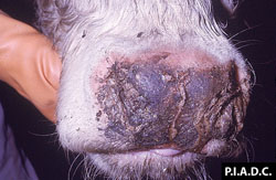Fièvre catarrhale maligne (Coryza gangréneux): Bovin, museau. Nécrose superficielle diffuse du museau.