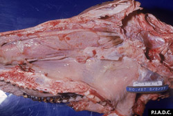 Fiebre Catarral Maligna: Bovino, cabeza sección sagital.  Áreas multifocales con exudado mucoso cubren la mucosa de la cavidad nasal y faringe.