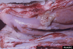 Fièvre catarrhale maligne (Coryza gangréneux): Bovin, cornet nasal. Présence d’une petite quantité d'exsudat mucoïde.