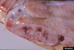 Fiebre Catarral Maligna: Bovino, ganglio linfático prescapular. Hay focos de hemorragia (y necrosis) en la corteza, y la médula esta edematosa.