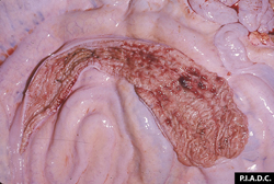 Malignant Catarrhal Fever: Bovine, spiral colon. There are multiple mucosal hemorrhages. 