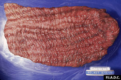 Fiebre Catarral Maligna: Bovino, colon. La mucosa presenta congestion longitudinal linear severa. 