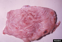 Malignant Catarrhal Fever: Bovine, urinary bladder. The mucosal surface contains several small erosions and one large hemorrhagic ulcer. 