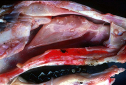 Melioidosis: Goat, nasal turbinates. There are multiple raised pale nodules (abscesses) on the nasal mucosa.