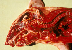 Menangle: Porcine, brain. The cerebral cortex of this neonate contains a large cavity (hydranencephaly).