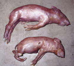 Menangle: Porcine, fetus. Limbs of these neonates are rigid and hyperflexed or hyperextended (arthrogryposis). The upper pig also has inferior brachygnathism.