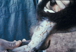 Monkeypox: Primate, antebrachium, skin. There are numerous discrete papules with red, depressed centers. 