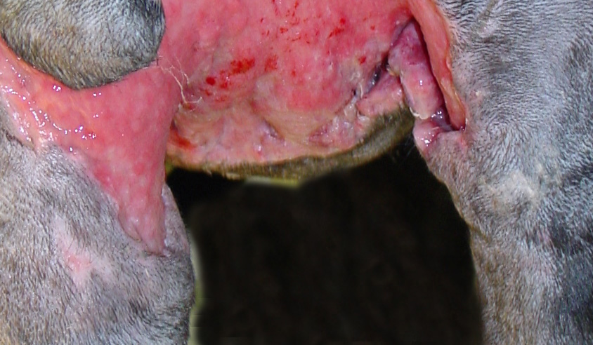 methicillin-resistant-staphylococcus-aureus: Dog, skin. The lower area contains necrotizing dermatitis and panniculitis with edema and focal areas of surface exudate. The upper region is debrided and contains areas of hemorrhage.