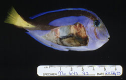 Mycobacteriosis, Piscine: Fish, whole body. Internal organs with multifocal tan to white coalescing granulomas.