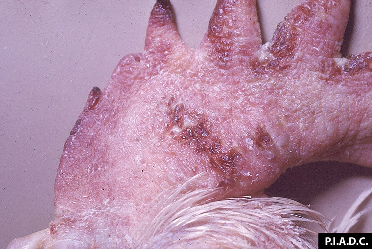 newcastle-disease: Ave. La cresta está marcadamente edematosa y contiene múltiples focos de hemorragia.