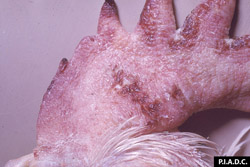Newcastle Disease: Chicken. The comb is markedly edematous and contains multiple foci of hemorrhage.