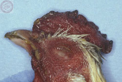 Newcastle Disease: Avian, skin. There is marked hemorrhage of the comb and head, with cyanosis of the margin of the comb.