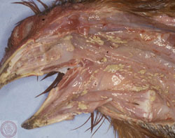 Newcastle Disease: Avian, oral cavity. Numerous clumps of fibrinonecrotic exudate adhere to foci of necrosis in the oral, pharyngeal, and esophageal mucosa.