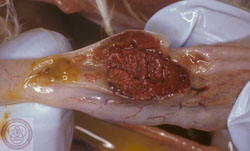 Newcastle Disease: Avian, ceca. The cecal tonsil is red-brown, thickened, and friable (necrotic).