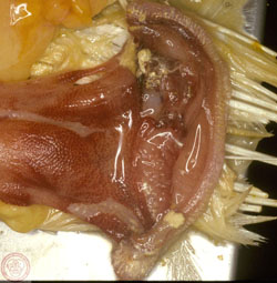 Newcastle Disease: Avian, cloaca. The mucosa is hyperemic and contains foci of hemorrhage.