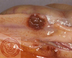 Newcastle Disease: Avian, cecal tonsil necrosis. 