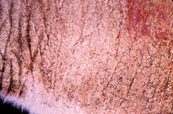 Sheep Scab (<i>Psoroptes ovis</i>): Sheep, skin. Roughened skin and hair loss due to mites (mange).