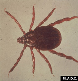 Ticks (Exotic): Rhipicephalus appendiculatus - Tick, arthropod.  Brown ear tick and vector of theileriosis. 