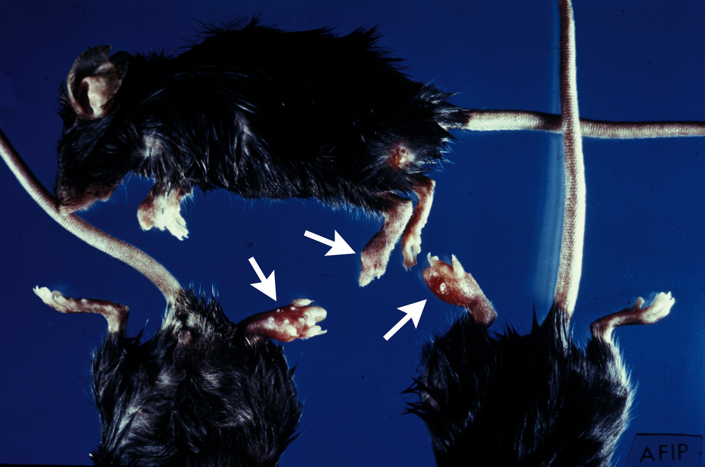 rat-bite-fever: Ratón, patas. Patas y almohadillas plantares severamente hinchadas debido a abcesos en las patas por streptobacillosis.