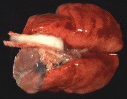 Enfermadad Hemorrágica del Conejo: Conejo, pulmones. La traquea está  con espuma, y los pulmones están moteados y no colapsados (edema pulmonar severo).