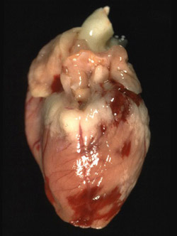 Enfermadad Hemorrágica del Conejo: Conejo, corazón. Hay múltiples hemorragias en el epicardio. 