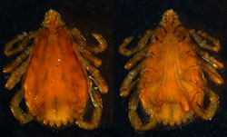 <i>Rhipicephalus (Boophilus) microplus</i>: Tick, arthropod. Known to transmit babesiosis and anaplasmosis. 