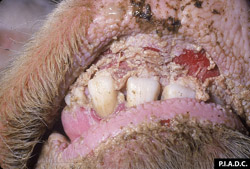 Rinderpest: Bovine, oral mucosa. There is severe diffuse necrosis/coalescing ulceration of the dental pad; mandibular mucosa contains smaller erosions.